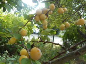 MIRABELLE BIO