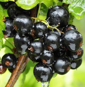 sirop de cassis, confiture de cassis, vinaigre de cassis