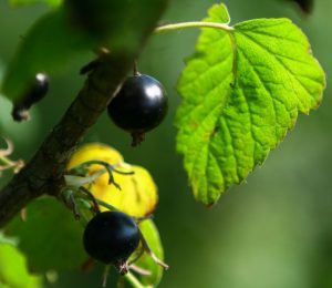 élaboré par l'escargotière du Lys
