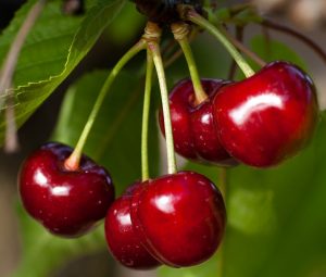 sirop artisanal de cerise