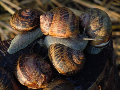 ESCARGOTS VIVANTS Gros Gris (pas d'envoi) - Escargotière du LYS