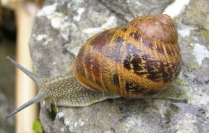 Escargot Gros gris frais en conserve - Origine France - Achat