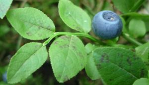 sirop de myrtilles, confiture de myrtille, vinaigre de myrtilles