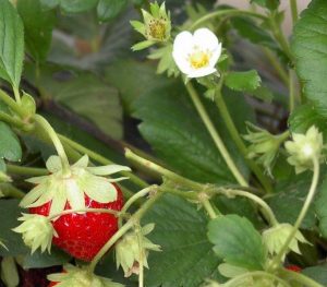 fraises