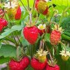 fraises