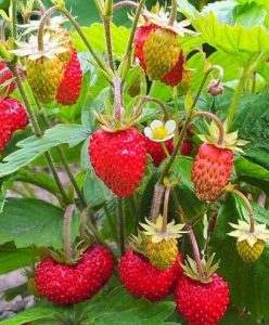 Sirop de fraise - Maison Bruneton Confiture artisanale