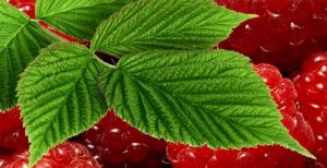 vinaigre à la pulpe de framboises fraiches