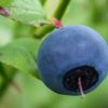 sirop de myrtille, confiture de myrtille, vinaigre de myrtille.