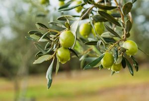 SAVON ARTISANAL VEGETAL OLIVE