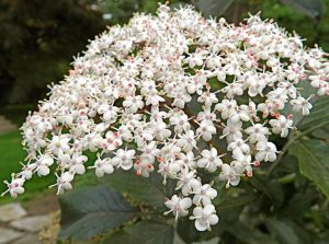 Sirop élaboré par l'escargotière du Lys 38350 LA MURE D'ISERE
